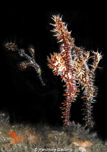 The ghosts
Nikon D200 , 60 macro
Seacam housing, two st... by Marchione Giacomo 